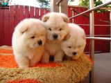 Show Kalite Chow Chow Yavrular