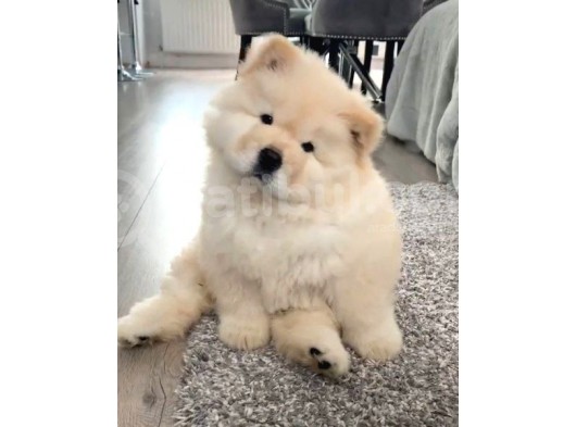 Bebek Surat Chow Chow Yavrular görsel
