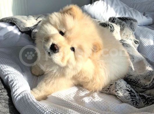 Bebek Surat Chow Chow Yavrular görsel