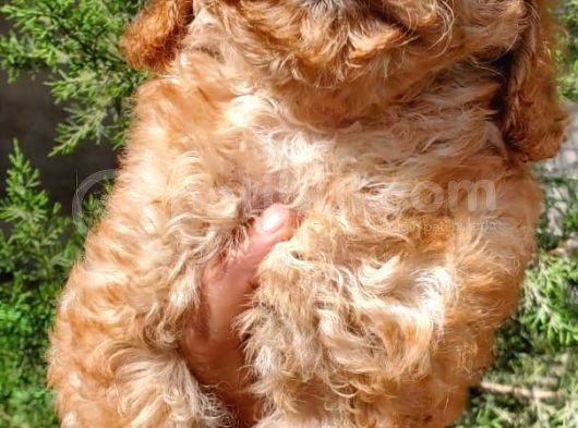Sahibinden Toy Poodle Yavruları görsel