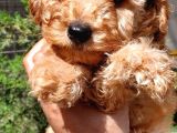 Sahibinden Toy Poodle Yavruları