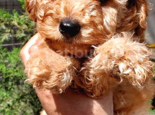 Sahibinden Toy Poodle Yavruları görsel