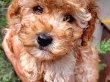 Sahibinden Toy Poodle Yavruları