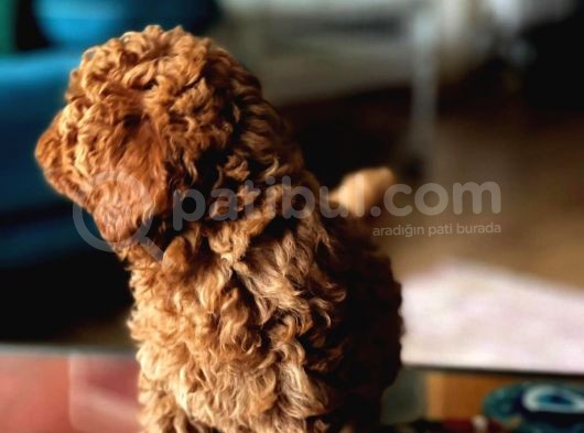 Çok Sevi̇mli̇ Poodle Yavrulari görsel