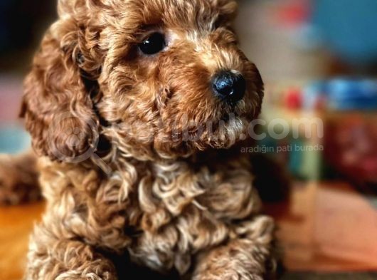 Çok Sevi̇mli̇ Poodle Yavrulari görsel