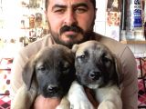 Mükemmel Kalite Kangal Yavruları