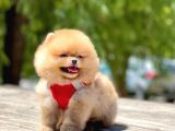 Ayi Surat Orjinal Pomeranian Yavrularimiz