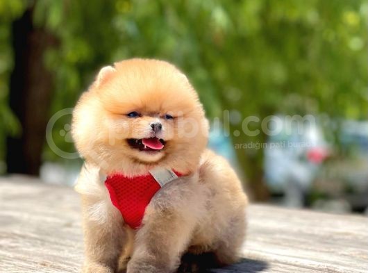 Ayi Surat Orjinal Pomeranian Yavrularimiz görsel
