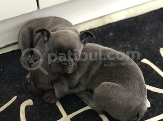 Blue French Bulldog Yavru görsel
