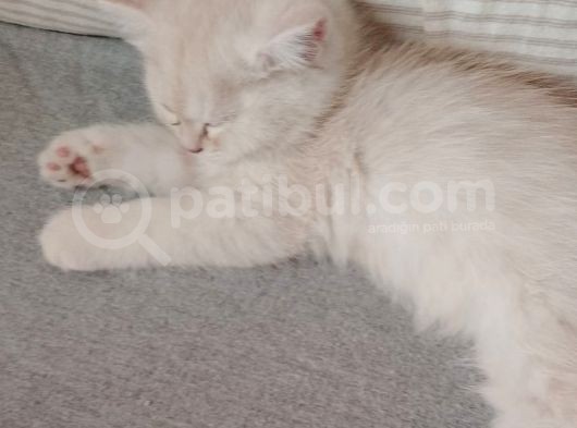 Oyuncu Tatlı British Shorthair Yavrumuz görsel