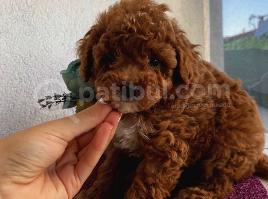 Ev Ortamında Büyüyen Poodle Yavrularımız görsel