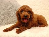 Sağlik Ve Irk Garanti̇li̇ Red Toy Poodle Yavrularimiz