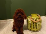 Aşılı Pasaportlu Poodle Bebekler