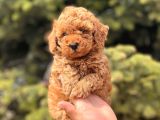 Safkan Toy Poodle Yavrular