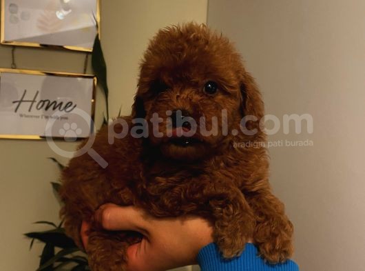 Ev Ortamında Büyüyen Poodle Yavrularımız