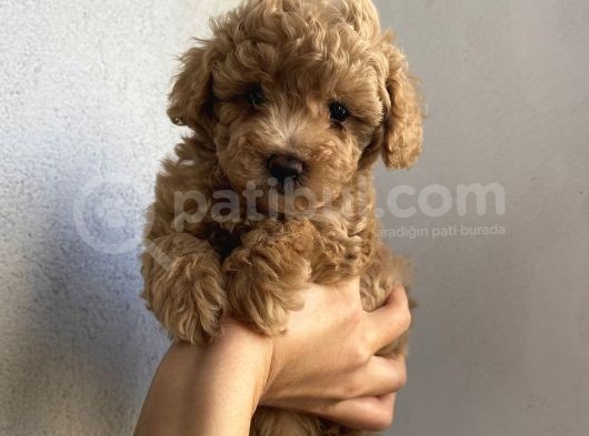 Ev Ortamında Büyüyen Poodle Yavrularımız görsel