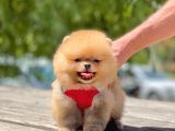 Ayi Surat Orjinal Pomeranian Yavrularimiz