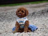 Bebek Surat Toy Poodle Bebekler