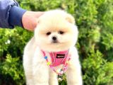 Safkan Teddy Bear Pomeranian Boo Yavrularımız