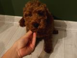 Aşılı Pasaportlu Poodle Bebekler