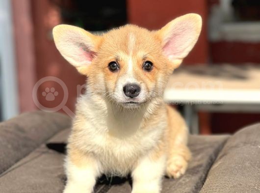 Turkiyede Tek Welsh Corgi Yavrularimiz görsel