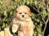Muhtesem Guzellikte Maltipoo Yavrularimiz