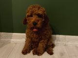 Aşılı Pasaportlu Poodle Bebekler