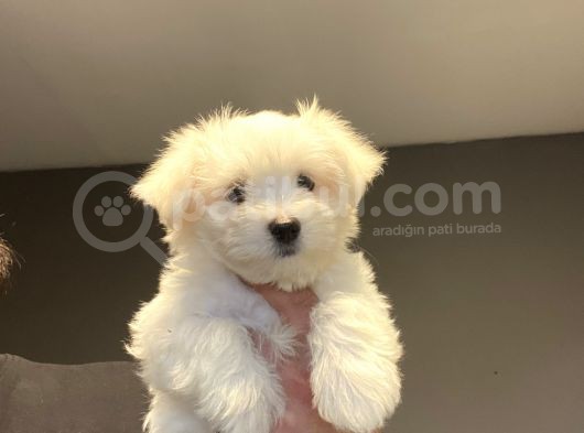 Kar Beyaz Orji̇nal Maltese Terri̇er görsel