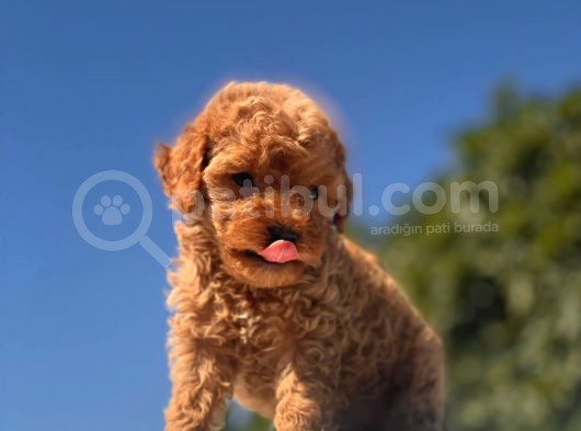 Red Mi̇ni̇ Toy Poodle Bebekler görsel