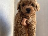 Çocuklarınıza En İyi Arkadaş Poodle Yavrularımız