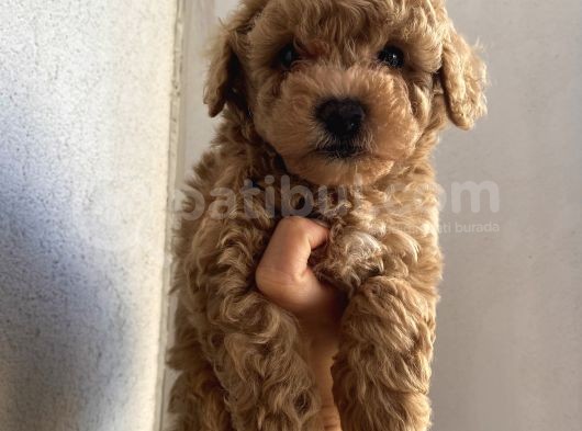 Çocuklarınıza En İyi Arkadaş Poodle Yavrularımız görsel