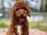 Irk ve Saglik Garantili Toy Poodle Yavrularimiz