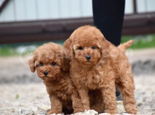 Bebek Surat Toy Poodle Bebekler görsel