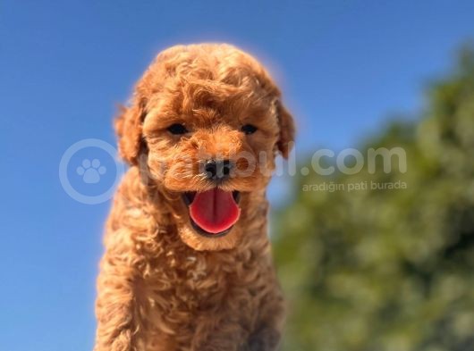 Red Mi̇ni̇ Toy Poodle Bebekler görsel