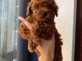 Çocuklarınıza En İyi Arkadaş Poodle Yavrularımız