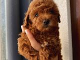 Ev Ortamında Büyüyen Poodle Yavrularımız