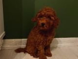 Aşılı Pasaportlu Poodle Bebekler