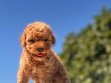 Red Mi̇ni̇ Toy Poodle Bebekler