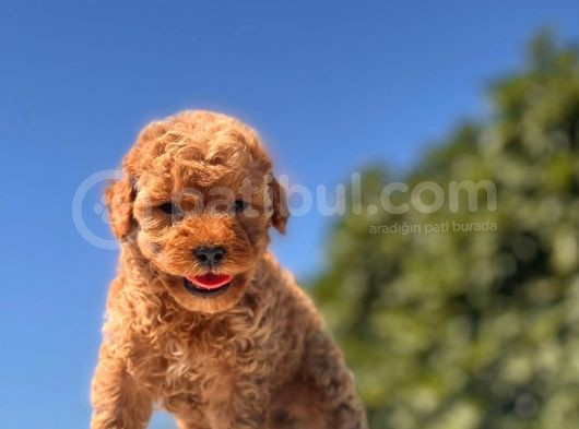 Red Mi̇ni̇ Toy Poodle Bebekler