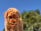 Red Mi̇ni̇ Toy Poodle Bebekler