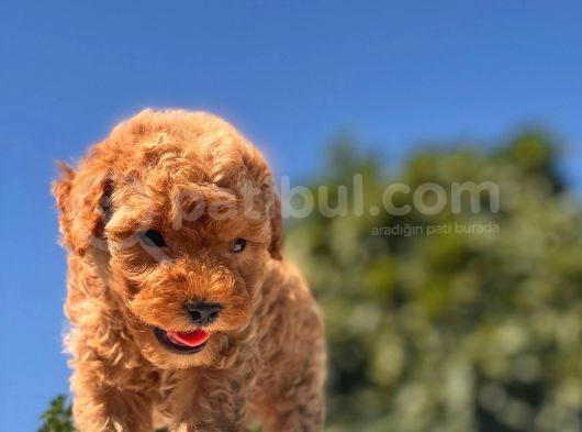 Red Mi̇ni̇ Toy Poodle Bebekler görsel