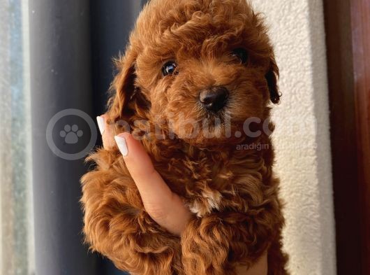 Çocuklarınıza En İyi Arkadaş Poodle Yavrularımız