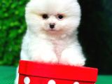 En Iyi Pomeranian Boo Isteyenlere Özel