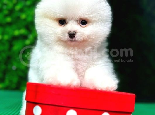 En Iyi Pomeranian Boo Isteyenlere Özel görsel