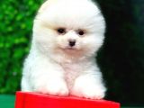 En Iyi Pomeranian Boo Isteyenlere Özel