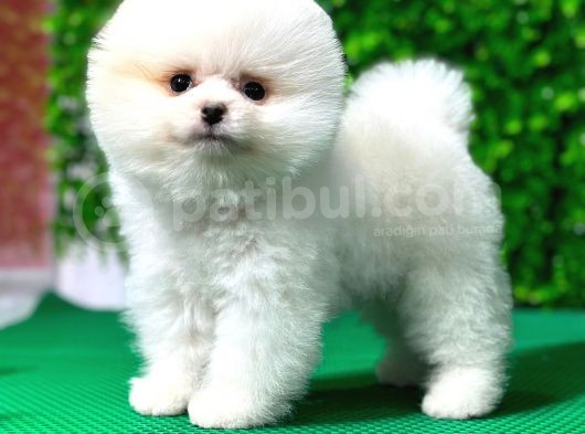 En Iyi Pomeranian Boo Isteyenlere Özel