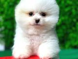 En Iyi Pomeranian Boo Isteyenlere Özel