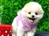 Dişi Pomeranian Boo Yavrumuz 