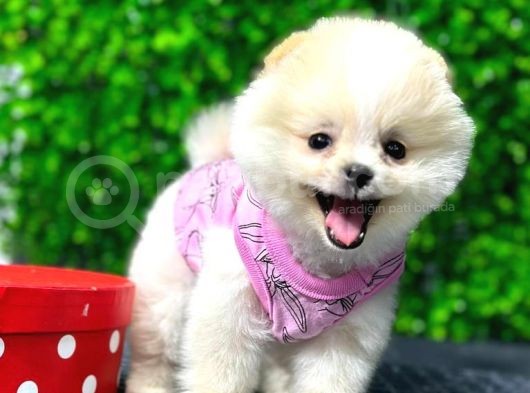 Dişi Pomeranian Boo Yavrumuz  görsel