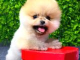 Erkek Pomeranian Boo Yavrumuz